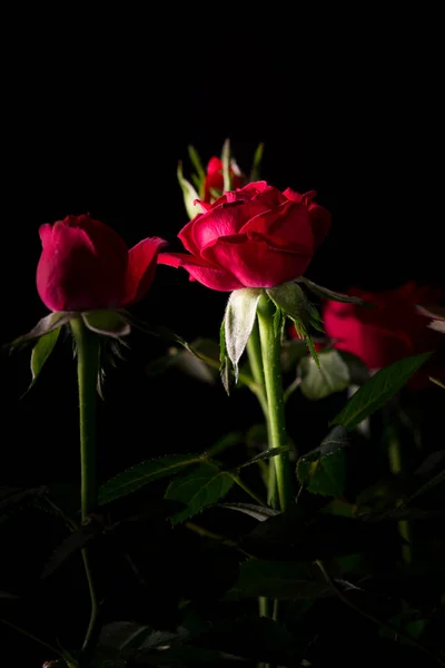 Букет Красивых Роз Крупным Планом Черном Фоне — стоковое фото