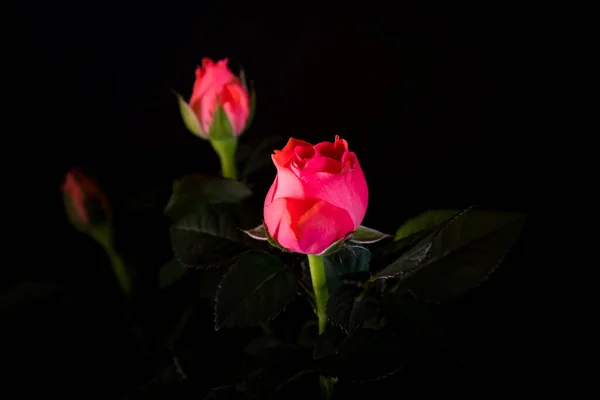 Csokor Gyönyörű Rózsa Közelkép Egy Fekete Háttér — Stock Fotó