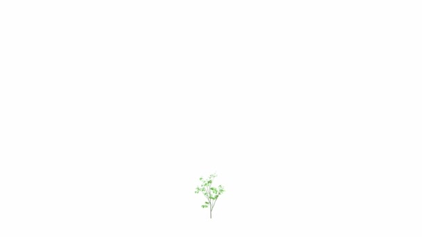 Growth Large Tree Isolated White Background Ultra — Stock Video