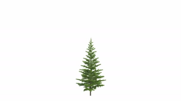 Kerstboom Dennen Spar Boom Opgroeien Ultra Uitstekende Geïsoleerd Zwart Wit — Stockvideo