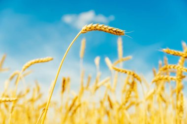 Altın buğday dalları tarlada ve mavi gökyüzü arka planda