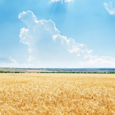 Altın hasat tarlası ve mavi gökyüzündeki bulutlar