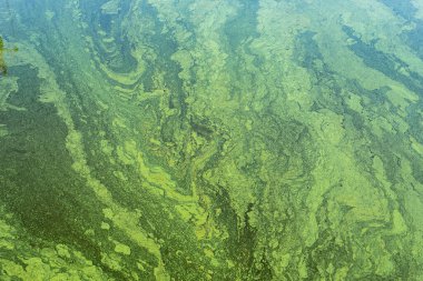 Nehrin yüzeyinde siyanobakterili yeşil algler. Arka plan ya da doku olarak çiçek açan su