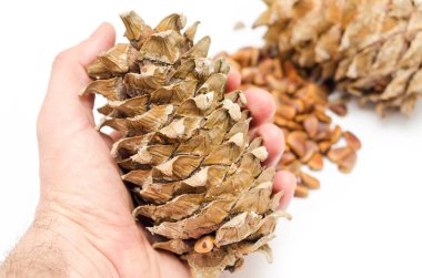 Koni sedir elinde fındık