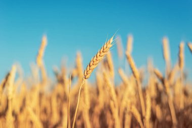 Tarım alanında sarı buğday ve mavi gökyüzü