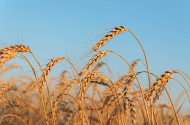 Gün batımında tarlada altın kulak buğdayı