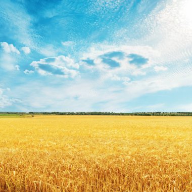 Üzerinde buğday ve bulutlar olan altın hasat tarlası