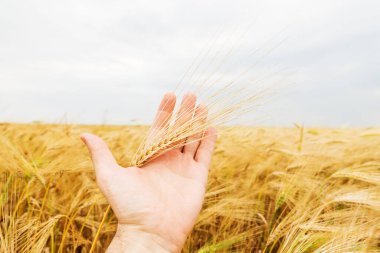 Çiftçi tarlada yeni mahsul gösterdi