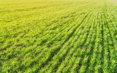 Günbatımı ışıkları altında yeşil çimen tarlası