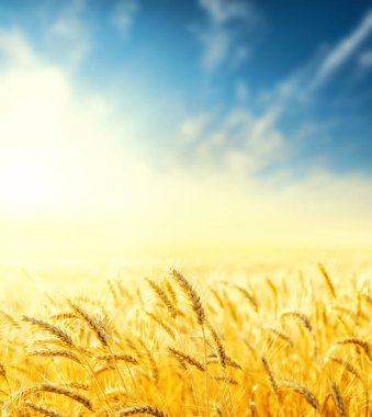 Günbatımında altın tarla ve bulutlu mavi gökyüzü. yumuşak odak