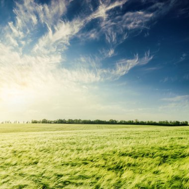 Yeşil tarım sahasında gün batımı masmavi gökyüzünde