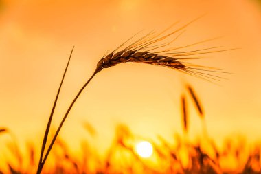 Günbatımında altın hasat