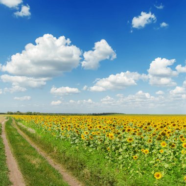 Tarım alanında yol, ayçiçekleri ve bulutlu mavi gökyüzü.