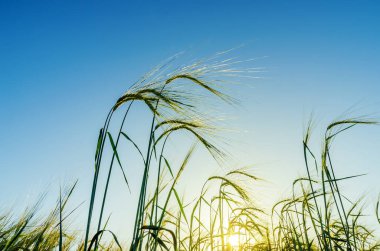Tarlada günbatımında yeşil buğday
