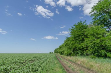 Ağaçların yanındaki yeşil arazide kırsal yol