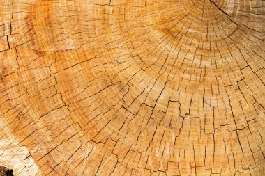 Arkaplan ya da doku olarak yıllık halkaları olan ağaç kabuğu kesimi