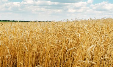 Altın hasatlı tarla