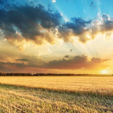 Altın hasat tarlasında bulutların üzerinde güzel bir gün batımı
