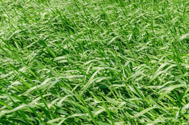 yeşil çimen arkaplan veya doku