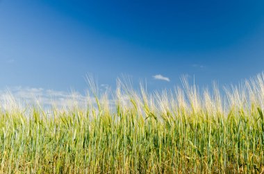 yeşil tarım alanı ve derin mavi gökyüzü.