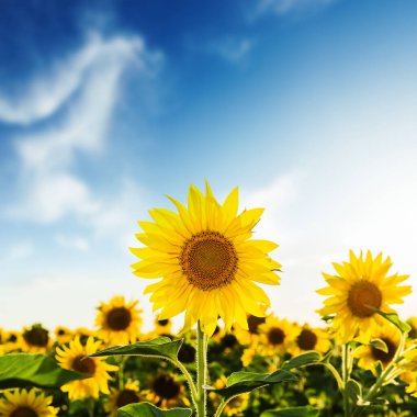 Ayçiçeği tarlada. yumuşak odak