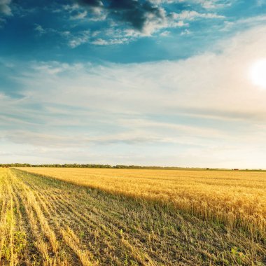 Gün batımında altın tarlalarda hasat.