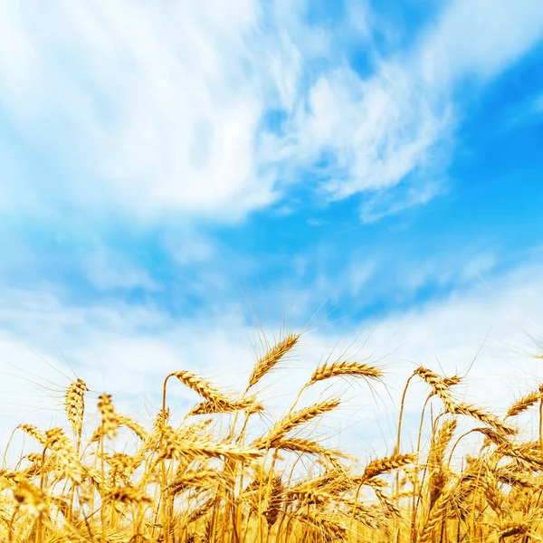 Reifer Weizen Auf Dem Feld Erntekonzept Weicher Fokus — Stockfoto