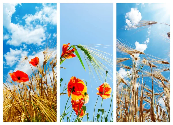 Ensemble Photos Avec Des Cultures Des Fleurs — Photo