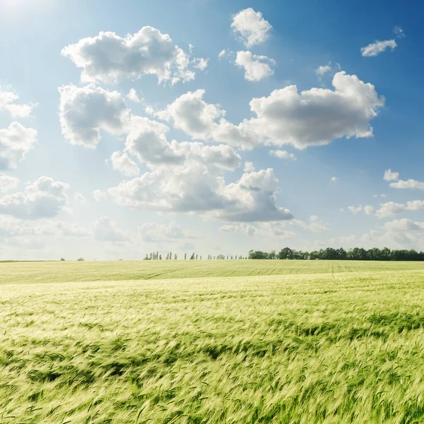 Низкие Облака Голубом Небе Над Зеленым Сельскохозяйственным Полем Время Захода — стоковое фото
