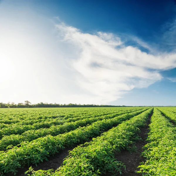 Jordbruk Grönt Fält Med Tomater Och Blå Himmel Med Moln — Stockfoto