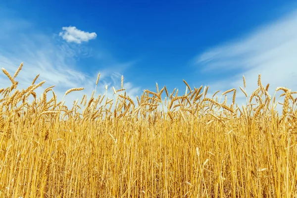 Złote Pole Rolnicze Błękitne Niebo Chmurami — Zdjęcie stockowe