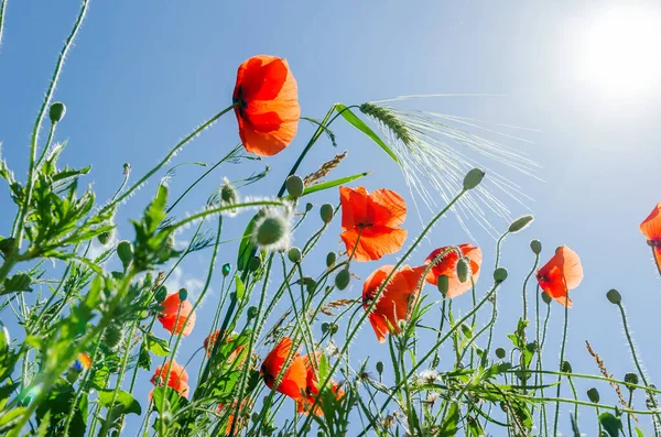 Gelinciklerin Kırmızı Çiçekleri Mavi Gökyüzünde Güneşin Altında Yeşil Buğday — Stok fotoğraf