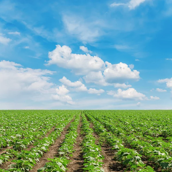 Agricoltura Campo Verde Con Girasole Nube Nel Cielo Blu Esso — Foto Stock