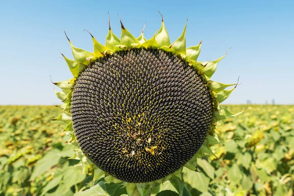 Черные Семена Подсолнечника Растении Сельскохозяйственное Поле — стоковое фото