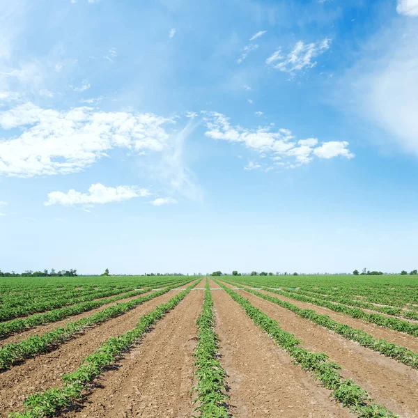 Groen Voorjaarsveld Met Tomaten Blauwe Lucht Met Wolken — Stockfoto