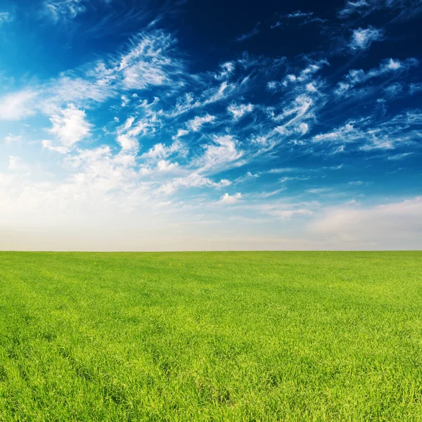 Zielone Pole Uprawne Trawy Błękitne Niebo Zachodzie Słońca — Zdjęcie stockowe