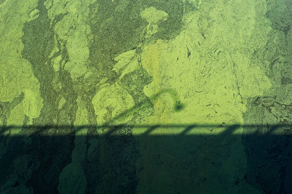 Fondo Algas Verdes Río Con Sombra Desde Puente —  Fotos de Stock