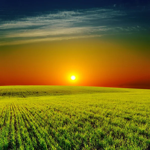 Low Sun Sunset Green Field — Stock Photo, Image