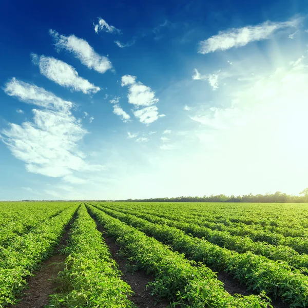 Puesta Sol Sobre Campo Agricultura Verde Con Tomates —  Fotos de Stock