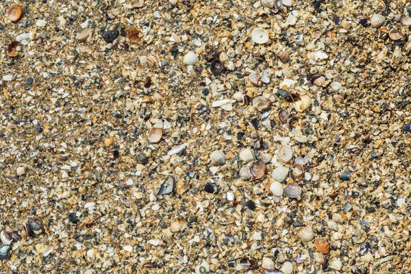 Морські Раковини Пляжі Фон Або Текстури — стокове фото
