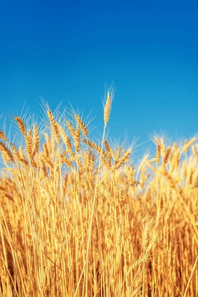 Altın Renkli Tarım Alanı Olgunlaşmış Buğday Mavi Gökyüzünün Altında — Stok fotoğraf