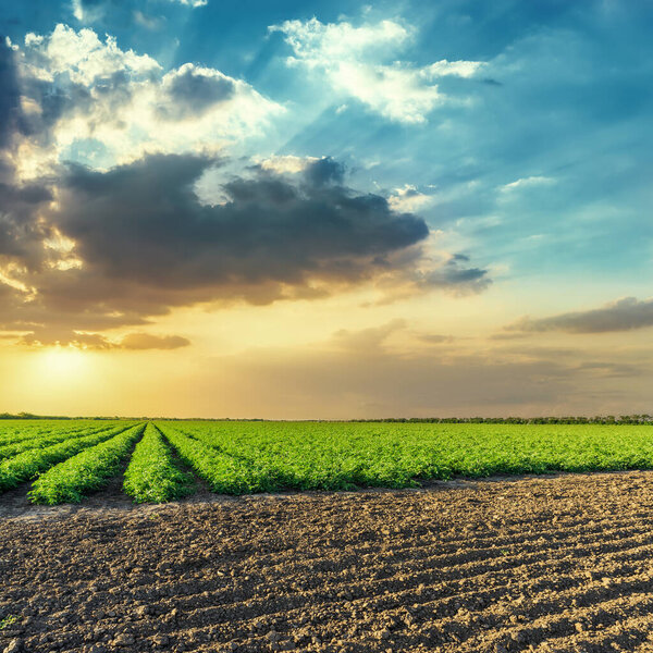 black and green agriculture fields and orange sunset in blue sky with clouds