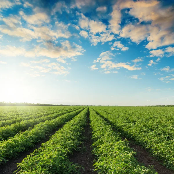 Campo Agricultura Verde Con Tomates Puesta Sol Cielo Azul Con — Foto de Stock