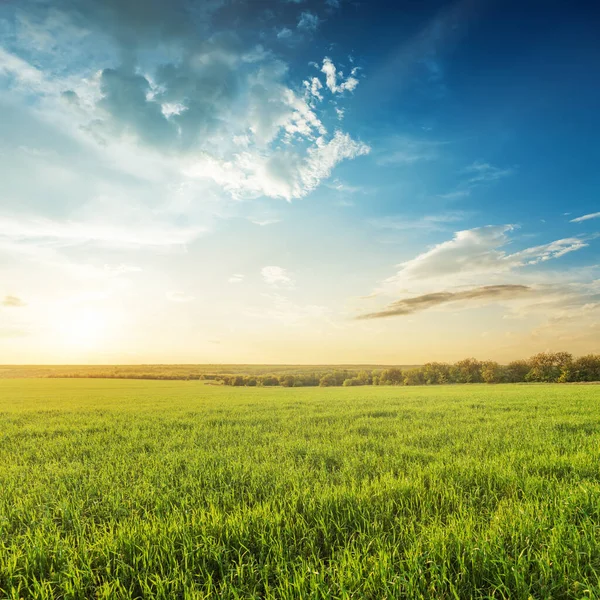 Sonnenuntergang Blauem Himmel Über Grünem Landwirtschaftlichem Feld — Stockfoto