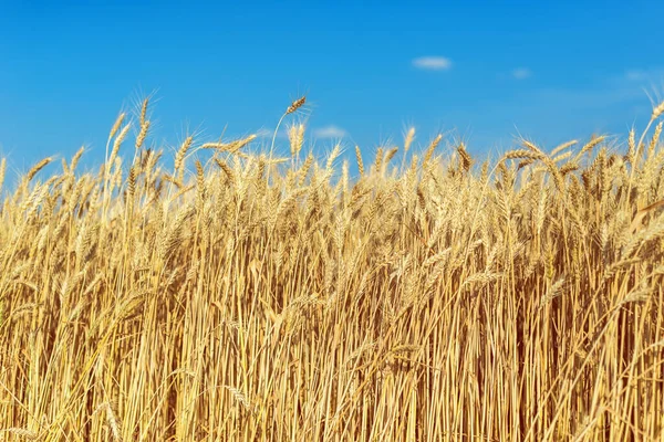 Yellow Agriculture Field Barley — Stock Photo, Image