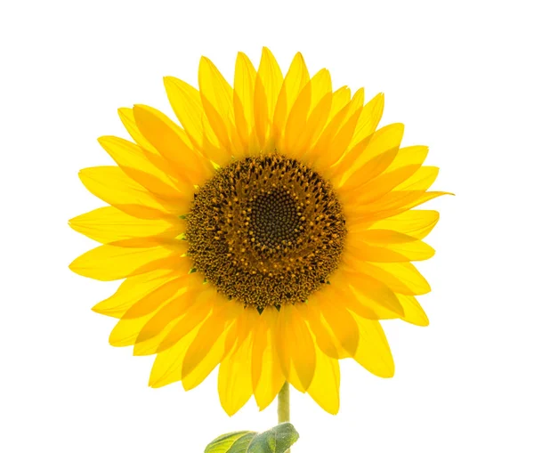 Single Sunflower Closeup Isolated White Background — Stock Photo, Image