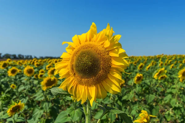 Fiore Girasole Primo Piano Campo — Foto Stock