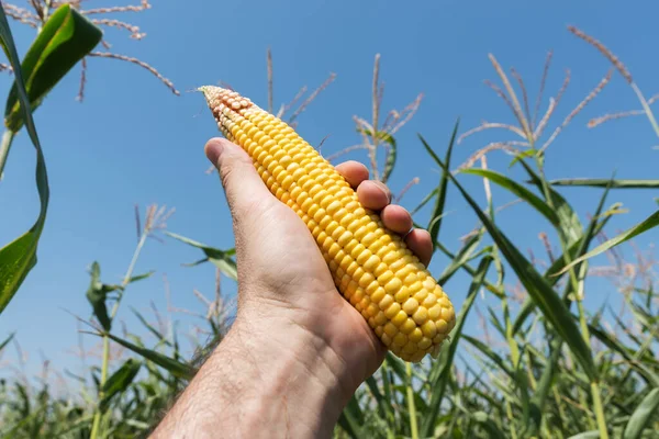 Golden Maize Corn Hand Field — Stock Photo, Image