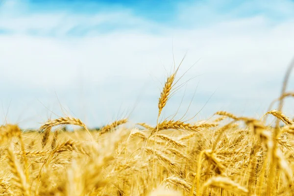 Goldenes Kornfeld Natürlicher Hintergrund — Stockfoto