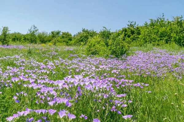 Purple Wild Flowers Green Meadow — Stock Photo, Image